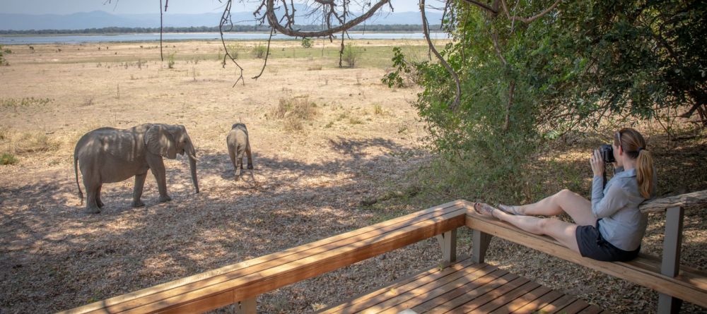 Elephants on the deck - Image 8