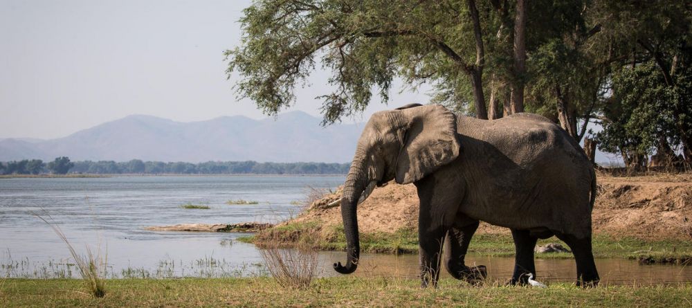 Chikwenya Elephants - Image 7