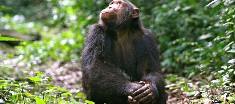 Ndali Lodge, Kibale Forest National Park, Uganda - Image 7