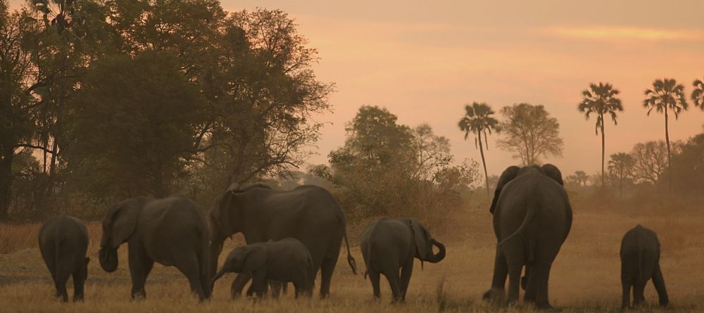 Elephants at Chitabe Camp, Moremi Game Reserve, Botswana - Image 18