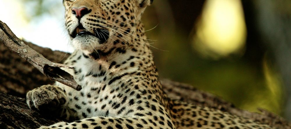 Leopard at Chitabe Camp, Moremi Game Reserve, Botswana - Image 19