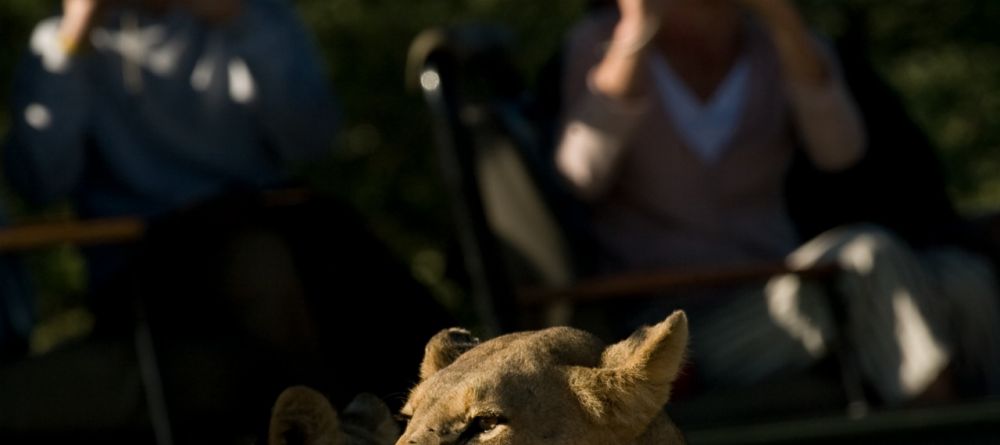 Photographing a lion at Chitabe Camp, Moremi Game Reserve, Botswana - Image 3