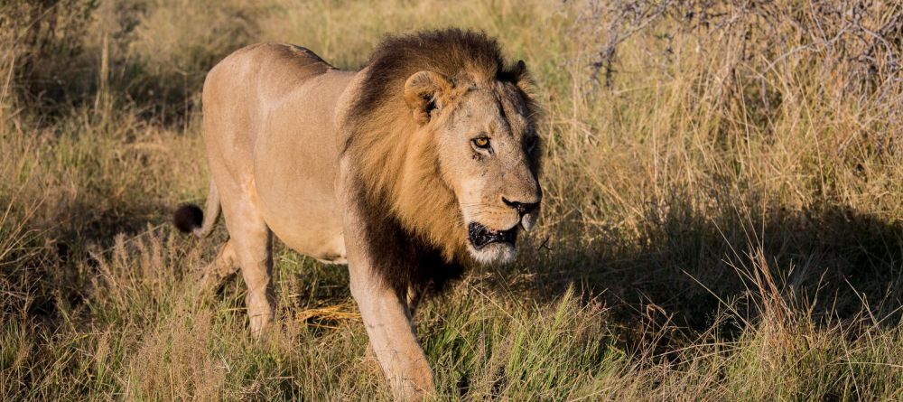 Chitabe Lediba Camp, Moremi Game Reserve, Botswana - Image 6