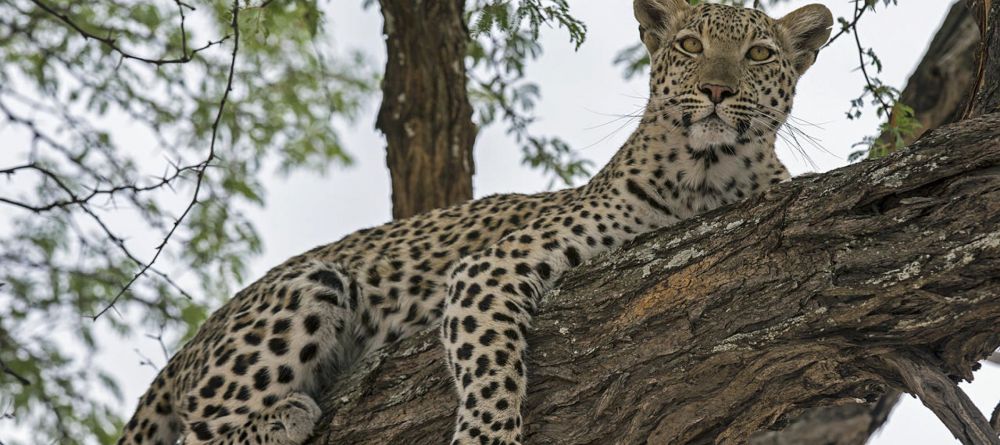 Chitabe Lediba Camp, Moremi Game Reserve, Botswana - Image 7