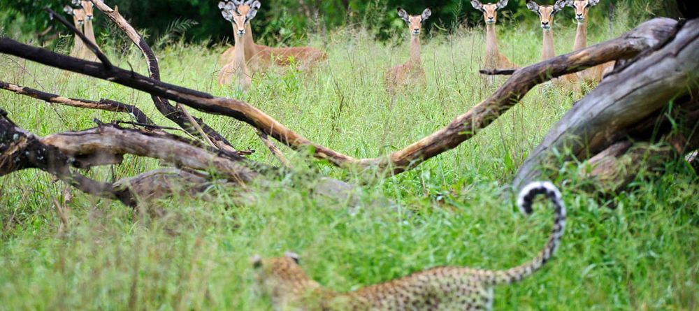 Chitabe Lediba Camp, Moremi Game Reserve, Botswana - Image 9