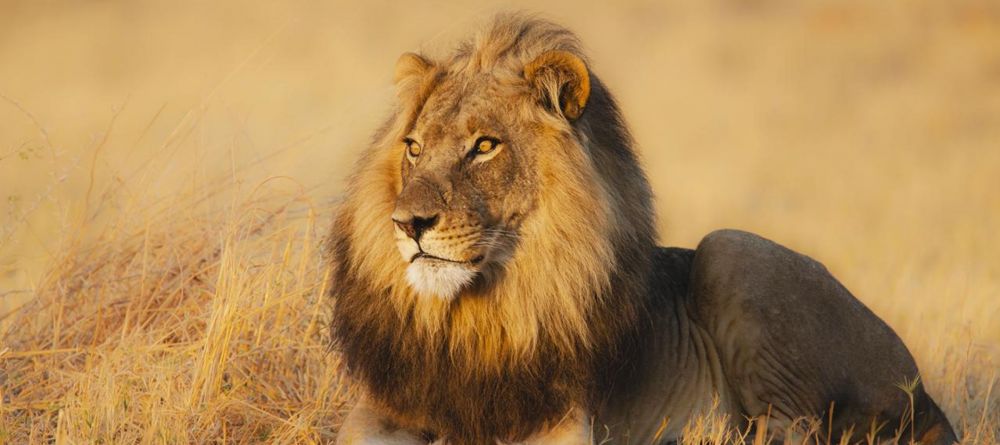 Chobe National park - lion - Image 4