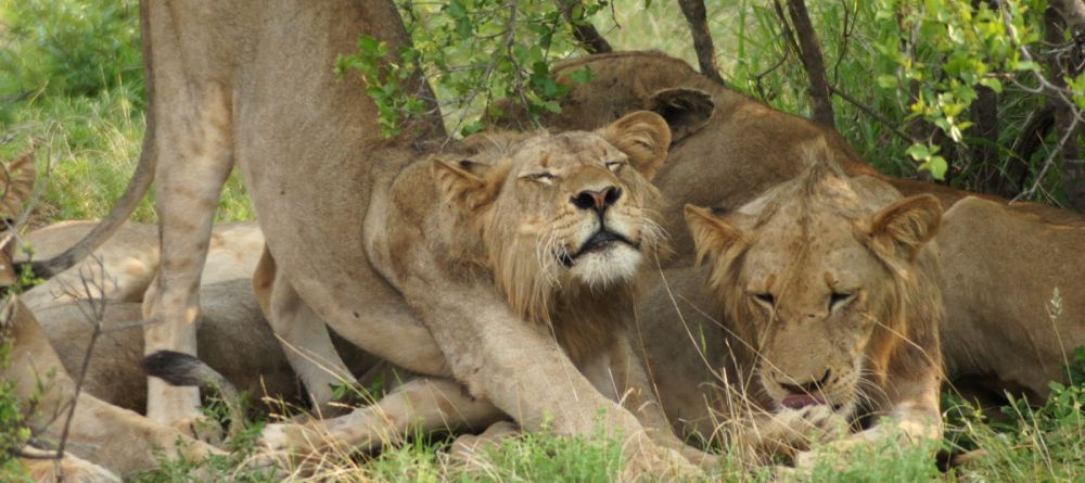 CHobe National Park Lions - Image 3