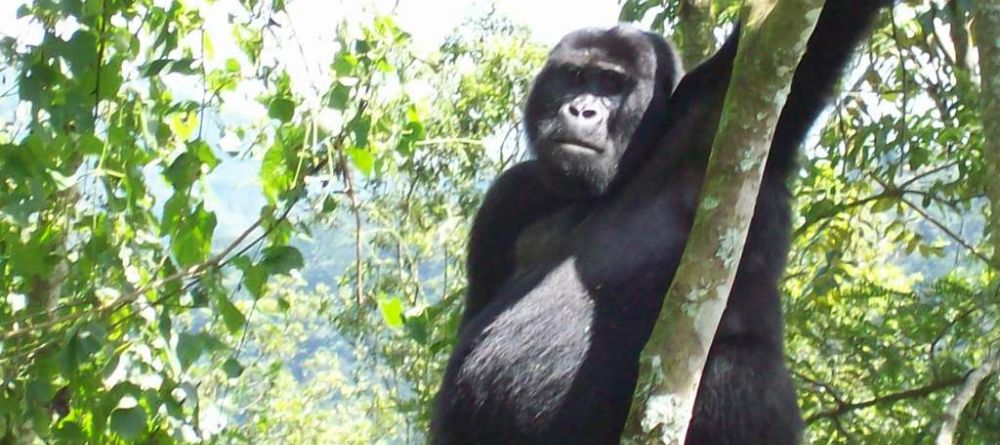 Clouds Mountain Gorilla Lodge, Bwindi Impenetrable Forest, Uganda - Image 7