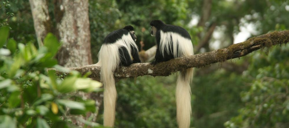 Colobus at Hatari Lodge, Arusha National Park, Tanzania - Image 11