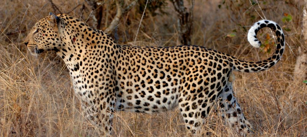 Simbambili Game Lodge, Sabi Sands Game Reserve, South Africa - Image 5