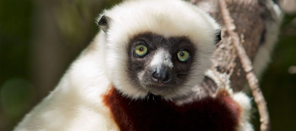 lemur - Image 3