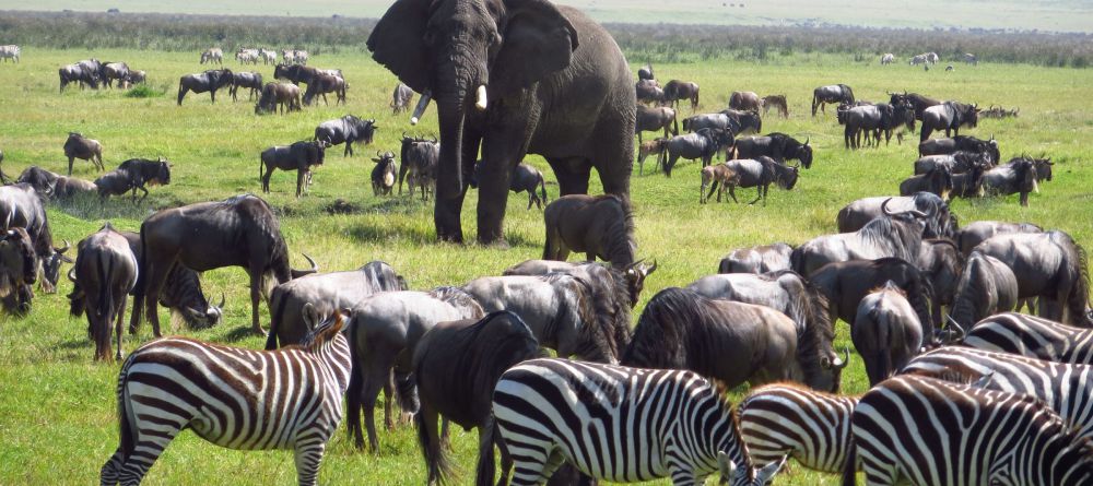 Ngorongoro Crater - Image 5