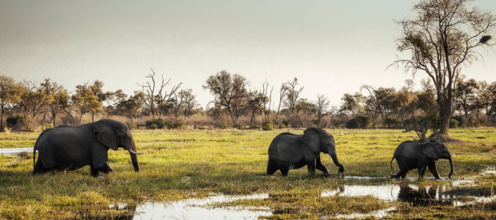 Little Sable Elephants - Image 4