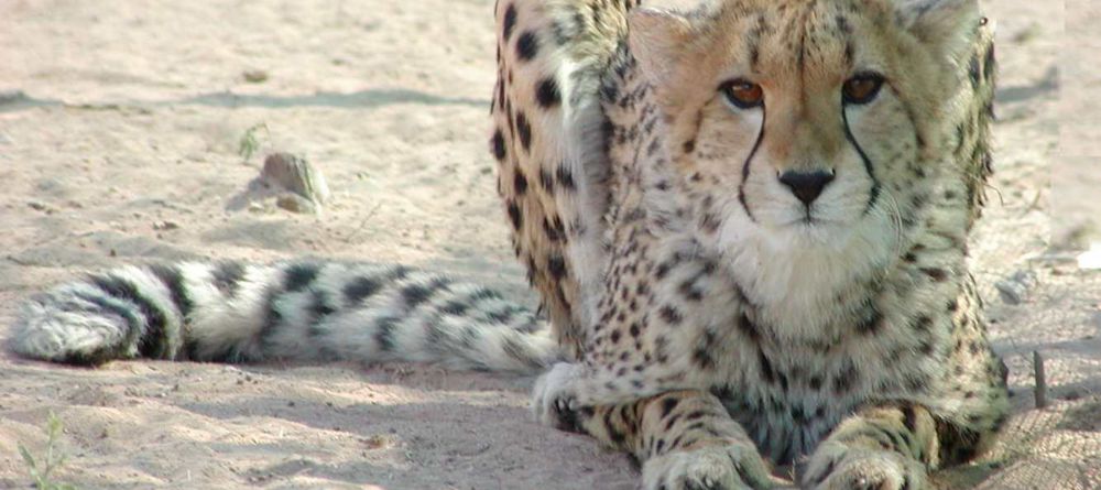 Cheetah View Lodge - Image 6