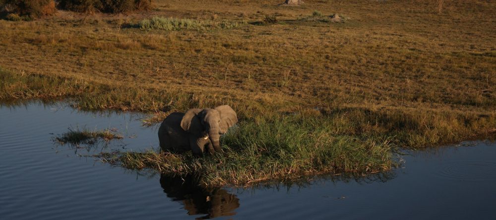 Aerial elephant - Image 8