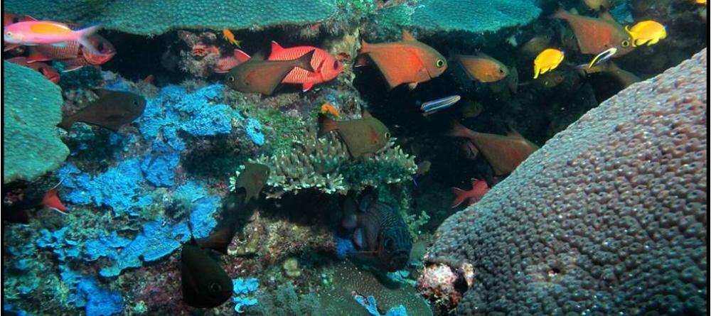 Pristine reefs teeming with exotic and colorful fish are perfect for diving and snorkeling at Kinasi Lodge, Mafia Island, Tanzania - Image 15