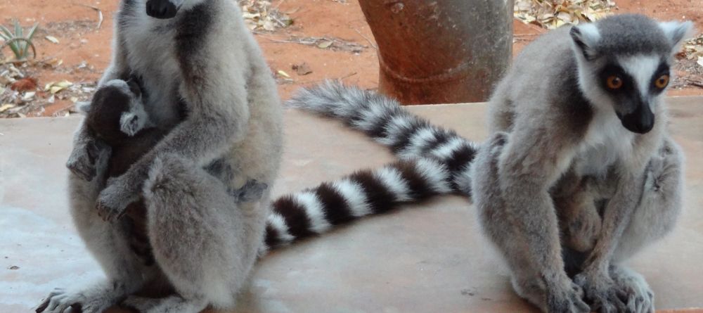 Ring-tailed lemurs at Berenty Lodge, Berenty Reserve, Madagascar (Mango Staff photo) - Image 2