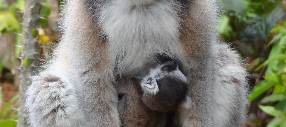 Ring-tailed lemur with its baby at Berenty Lodge, Berenty Reserve, Madagascar (Mango Staff photo) - Image 7