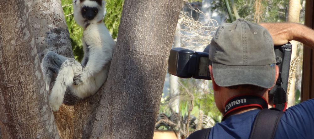 A lemur posing for photos at Berenty Lodge, Berenty Reserve, Madagascar (Mango Staff photo) - Image 7