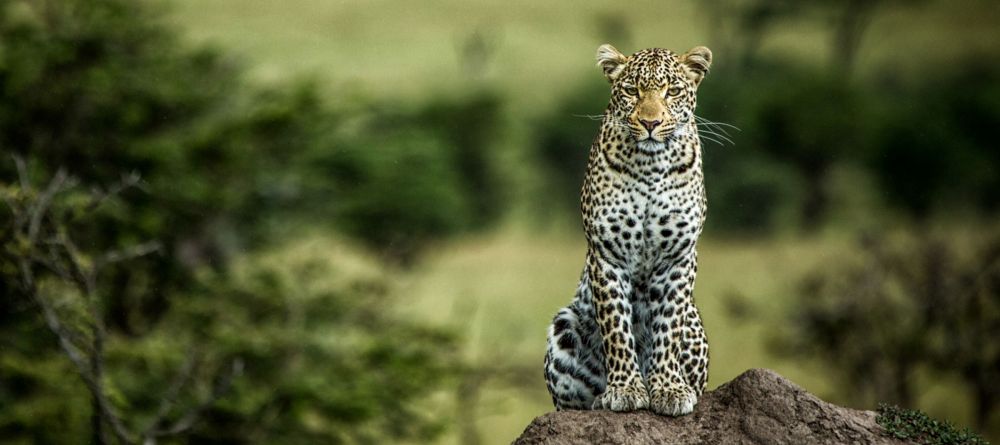 Mara Plains Camp, Masai Mara National Reserve, Kenya - Image 28