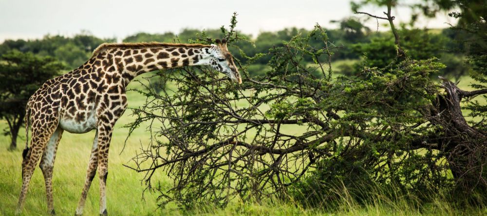 Mara Plains Camp, Masai Mara National Reserve, Kenya - Image 1