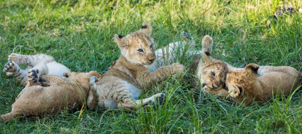 Mara Plains Camp, Masai Mara National Reserve, Kenya - Image 5