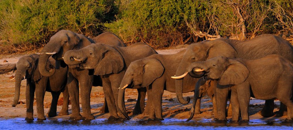 Chobe Game Lodge - Image 5