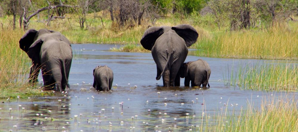 Elphant families in the Okvango Delta - Image 1