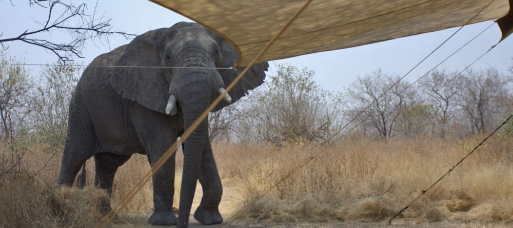 Elephant in camp at Kwihala Camp, Ruaha National Park, Tanzania - Image 2