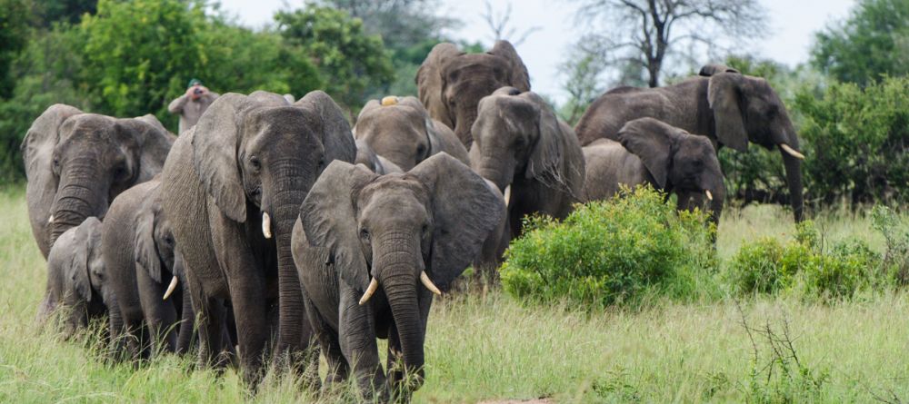 Tanda Tula - Image 3