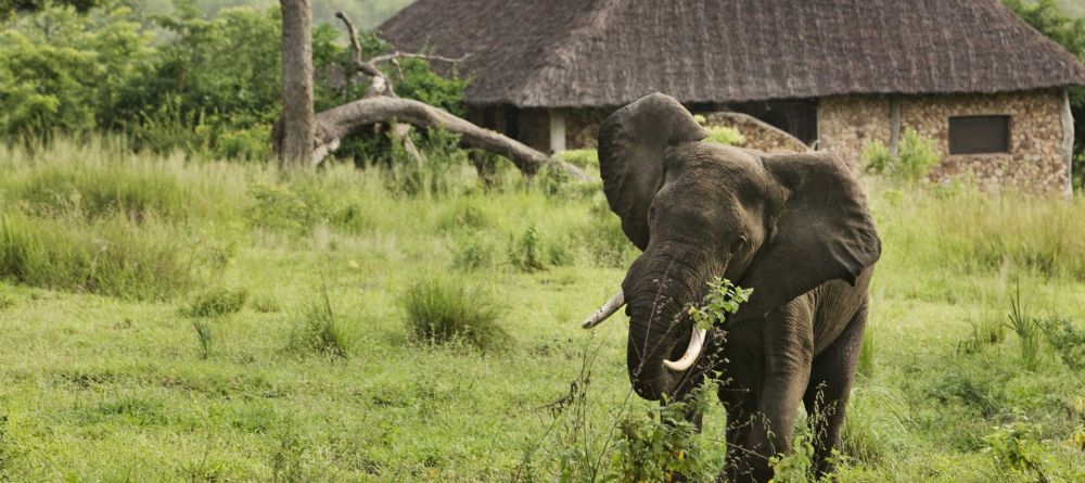 Elephant by camp at Beho Beho, Selous National Park, Tanzania - Image 21