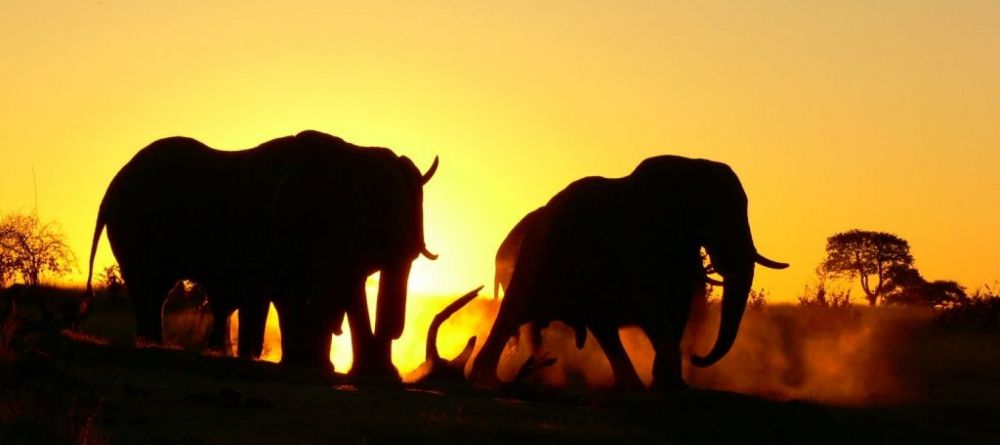 Camp Hwange - Elephants in front of lodge - Image 7