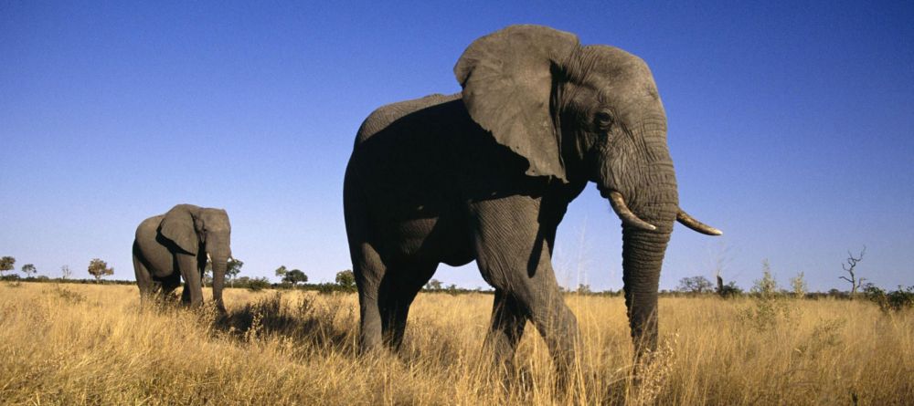 Botswana Elephants - Image 4