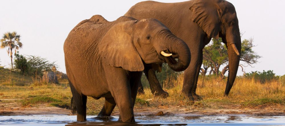 Elephants in Selinda - Image 4