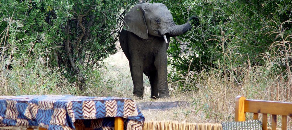 Elephant by outdoor lounge at Mwamba Bush Camp, South Luangwa National Park, Zambia - Image 7