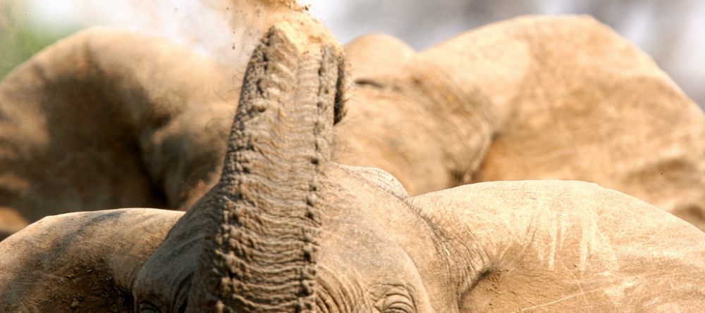 Elephant dusting itself at Mwamba Bush Camp, South Luangwa National Park, Zambia - Image 12