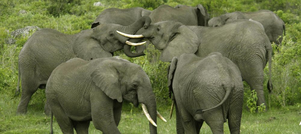 Elephant herd at Hatari Lodge, Arusha National Park, Tanzania - Image 12