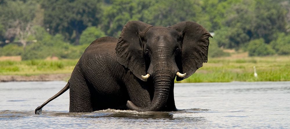 Elephant in the water at The Elephant Camp, Victoria Falls, Zimbabwe - Image 8