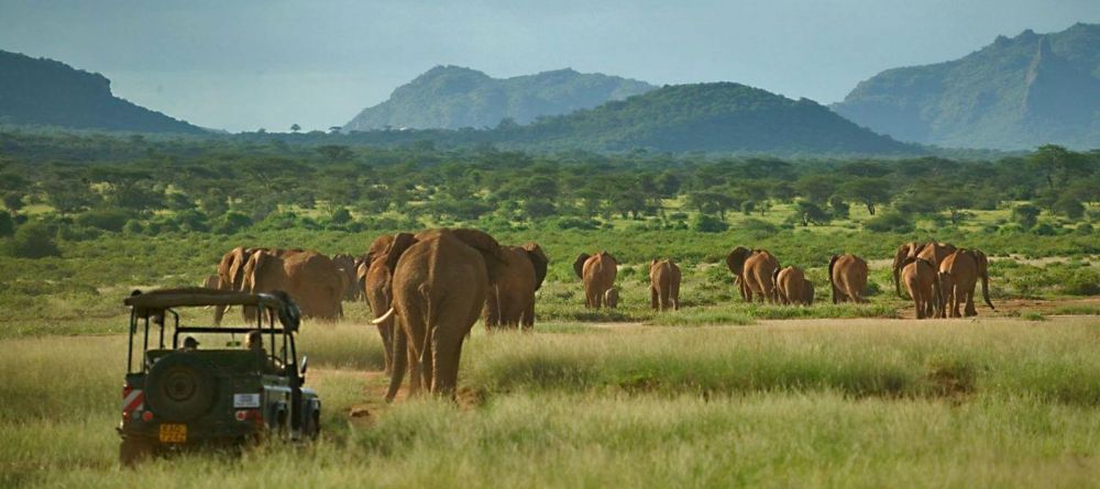 Game drive at Elephant Watch Camp, Samburu National Reserve, Kenya - Image 1