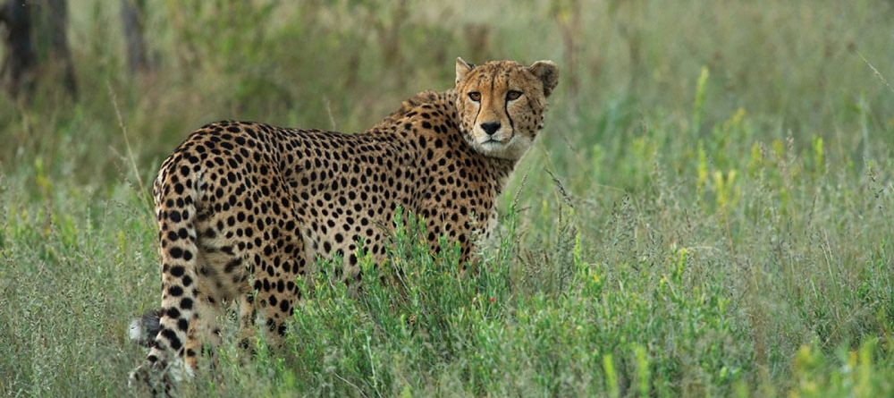 cheetah - Image 2