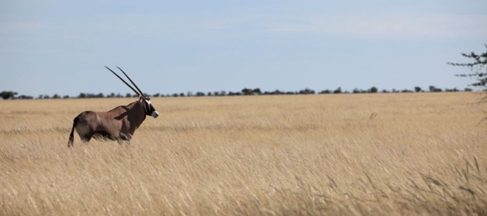 Etosha Oryx - Image 4