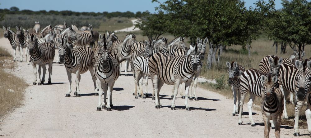 Self driving Etosha - Image 3