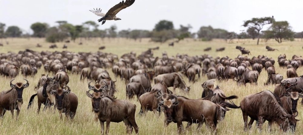 Singita Explore wildebeest - Image 2