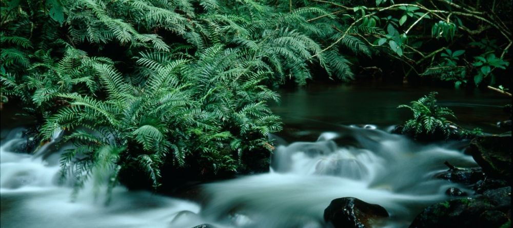 Ferns at the river at Buhoma Lodge Bwindi, Bwindi Impenetrable Forest, Uganda - Image 4