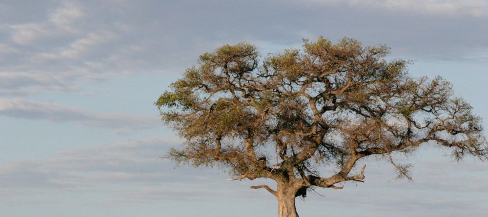 Game drive at Richard's Camp, Masai Mara National Reserve, Kenya - Image 10