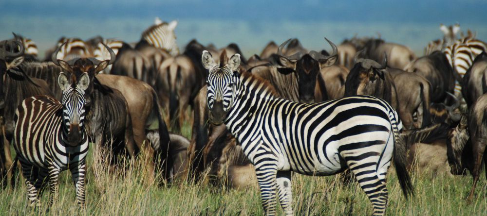 The wildlife at Kwihala Camp, Ruaha National Park, Tanzania - Image 3