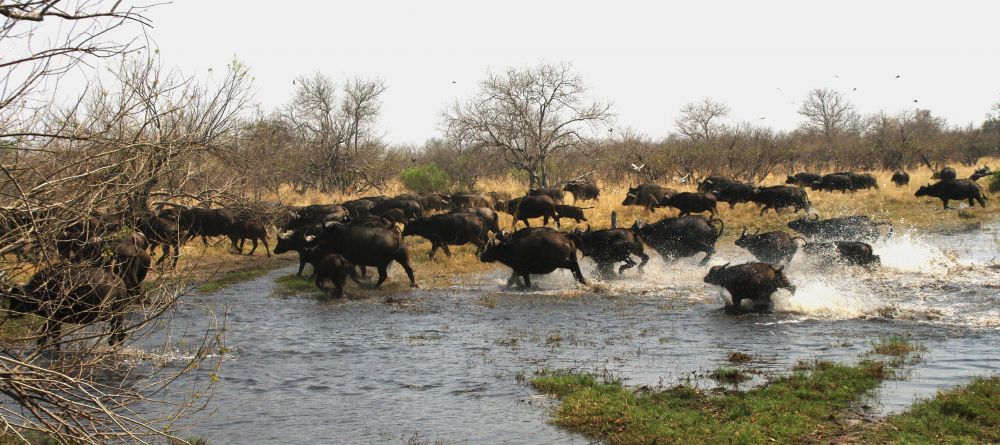 The migration at Xakanaxa Camp, Moremi Game Reserve, Botswana (Frank de Rijck) - Image 13