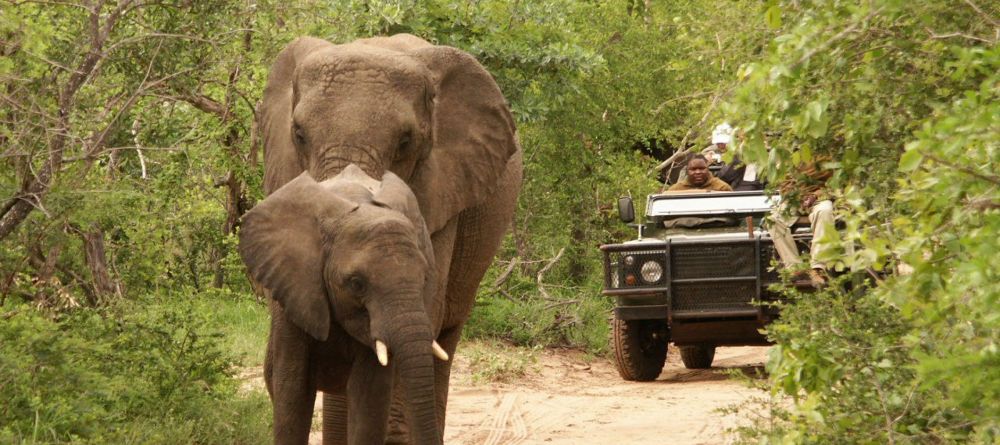 Elephants on a game drive at Simbambili - Image 7