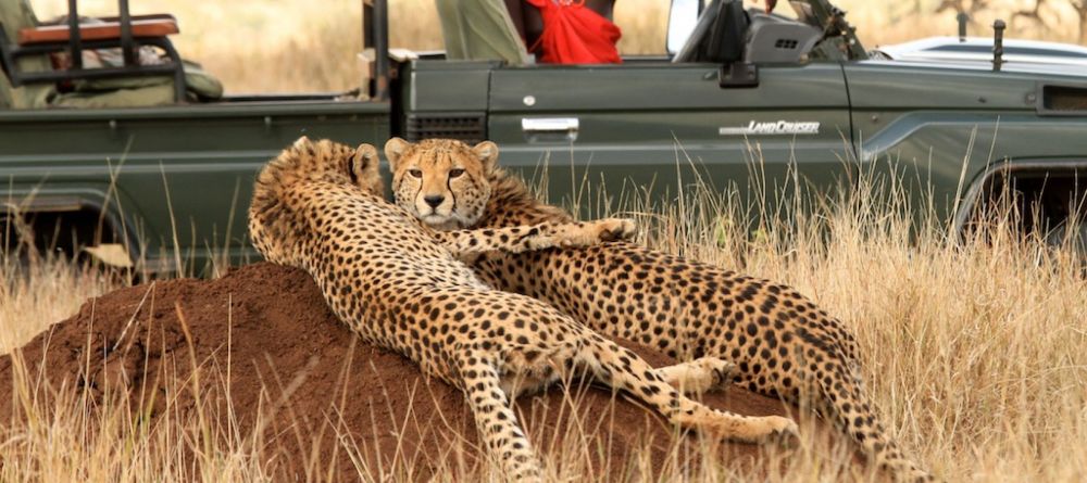 Cheetahs on Safari - Lewa Wilderness Lodge - Image 12