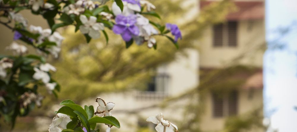 Garden details at The Arusha Hotel, Arusha, Tanzania - Image 6